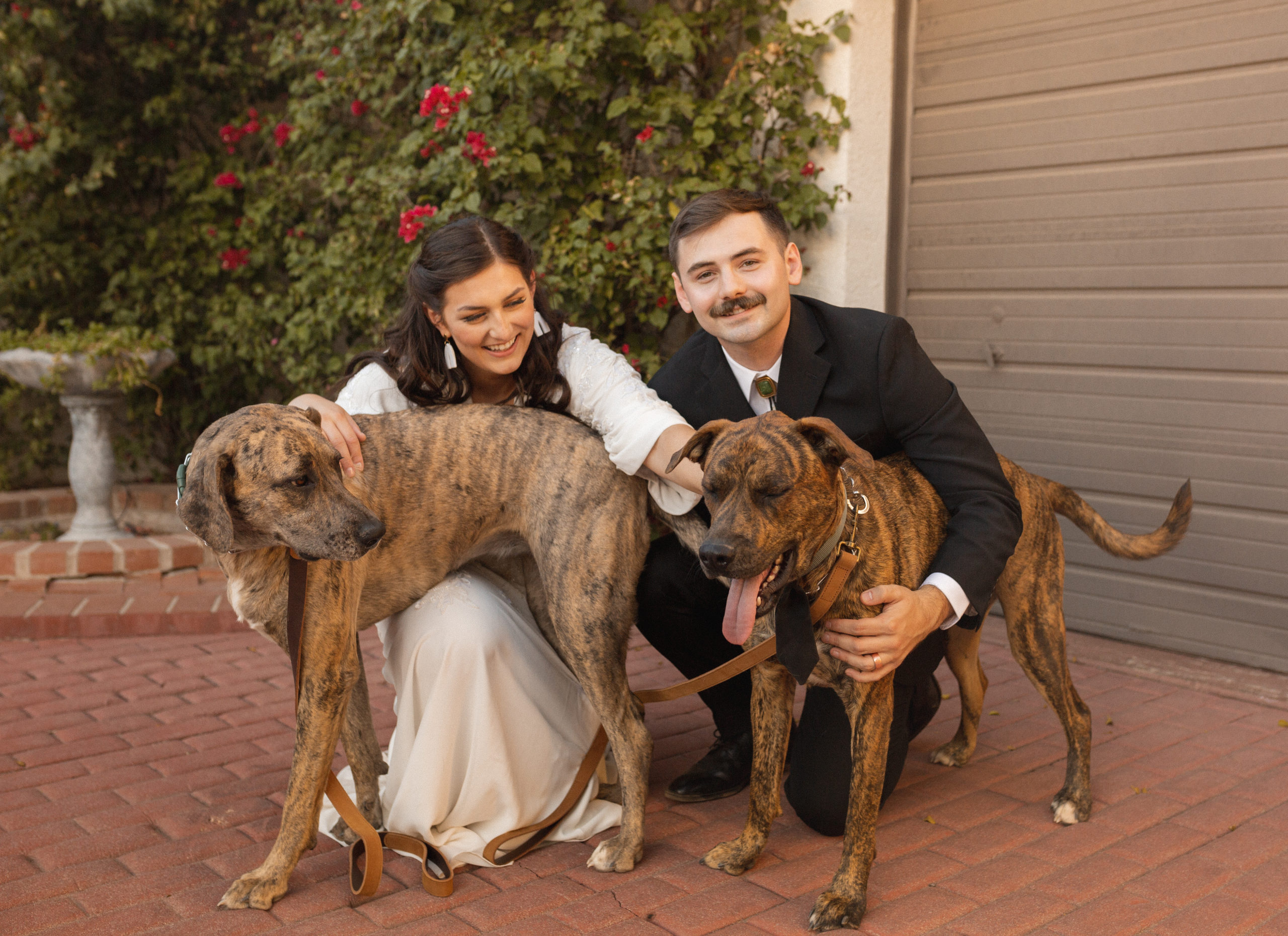 bride and groom with their dogs