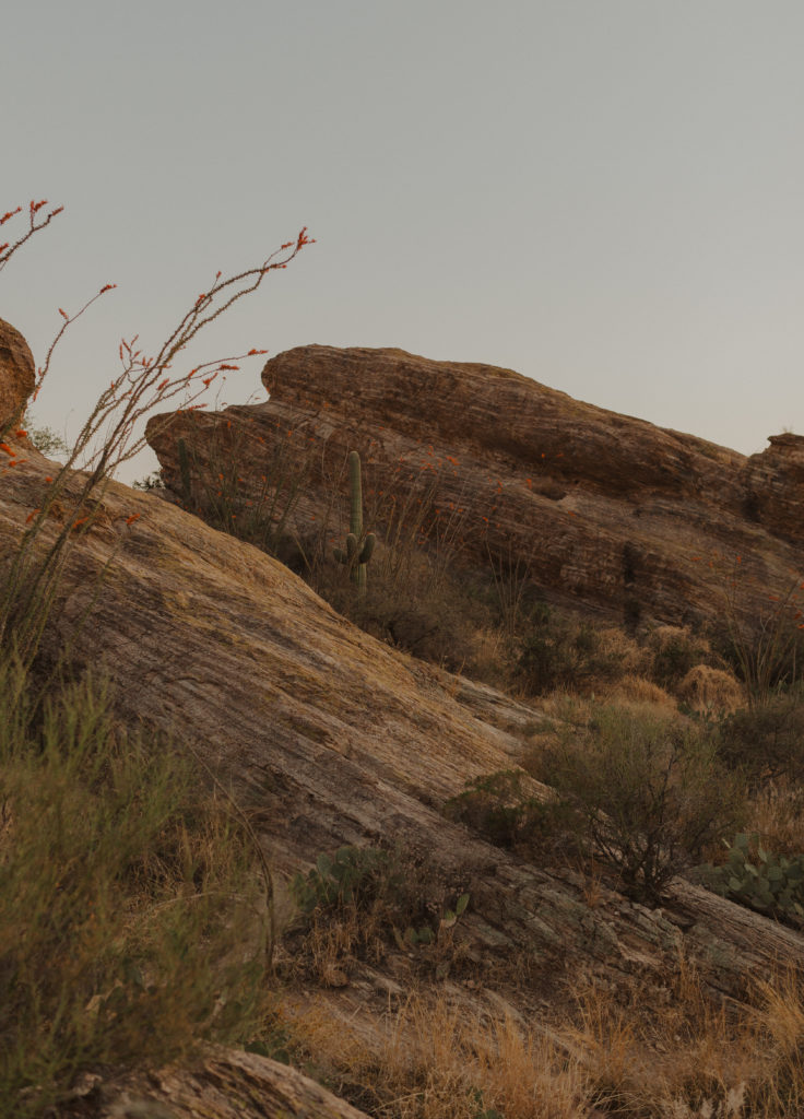 javelina rocks at saguaro national park during sunset